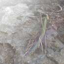 Image of vine-like moonlight cactus