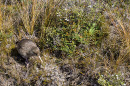 Image of Great Spotted Kiwi