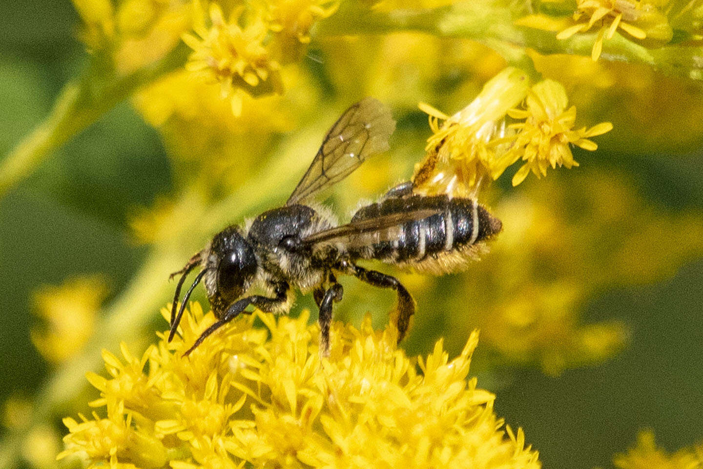 Image of Leafcutter bee