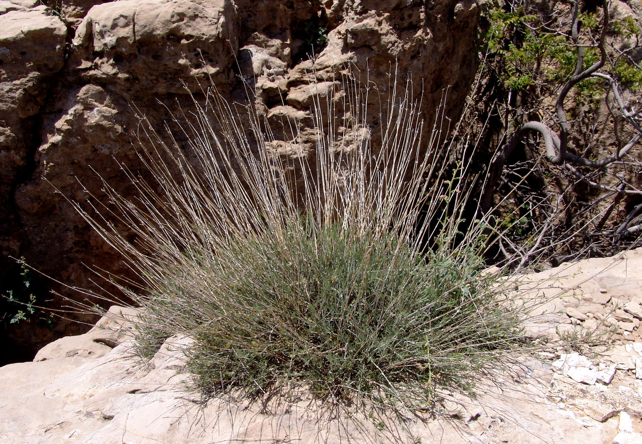 Image of Silene stenobotrys Boiss. & Hausskn.