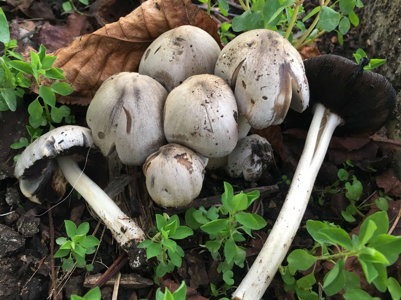 Coprinopsis atramentaria (Bull.) Redhead, Vilgalys & Moncalvo 2001 resmi