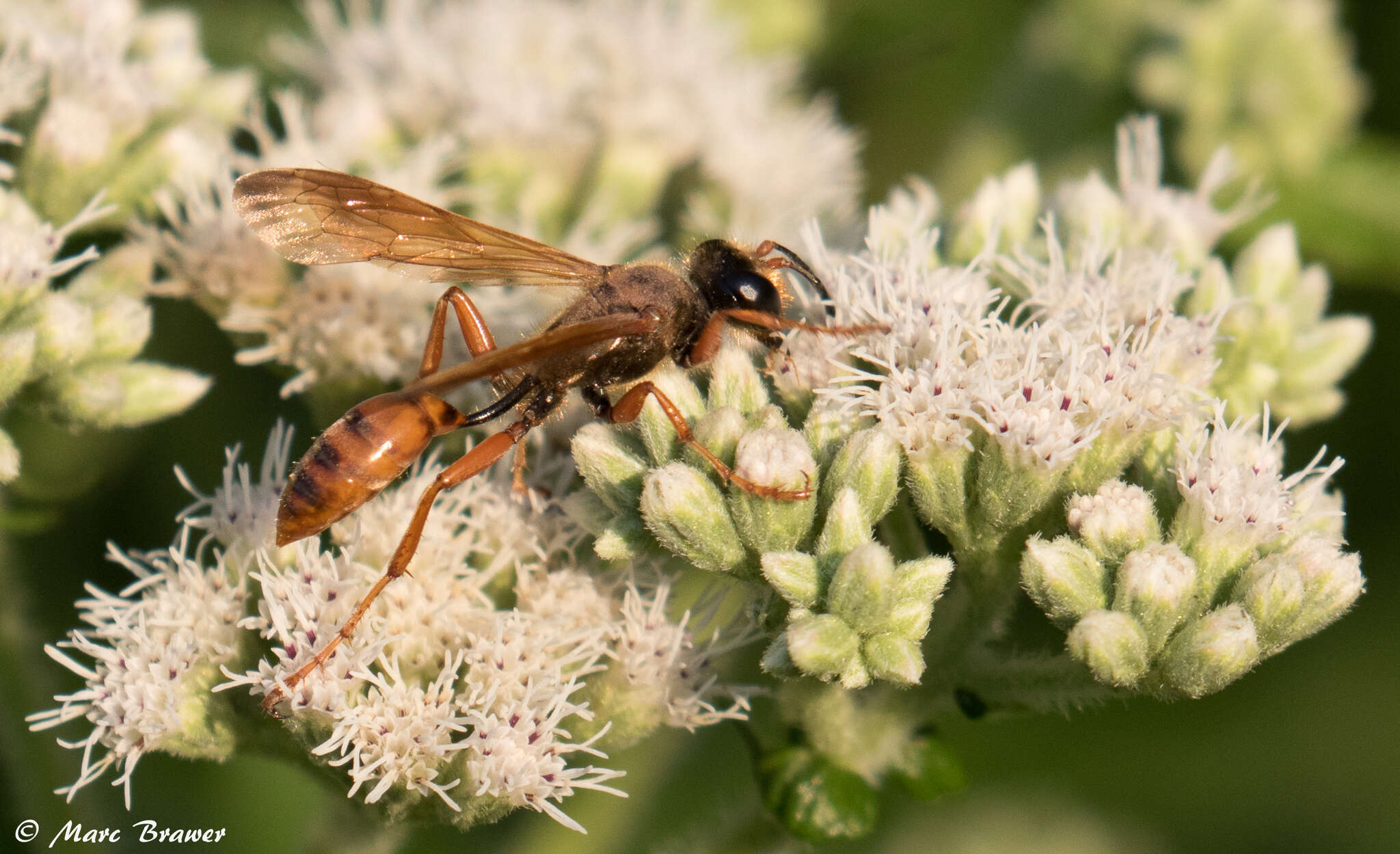 صورة Isodontia elegans (F. Smith 1856)