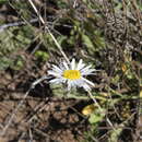 Image of Brachyscome curvicarpa G. L. Davis