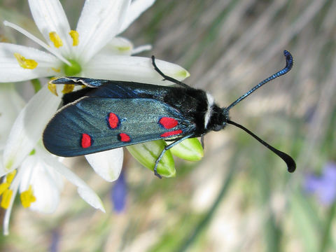 Image of <i>Zygaena lavandulae</i> Esper 1783