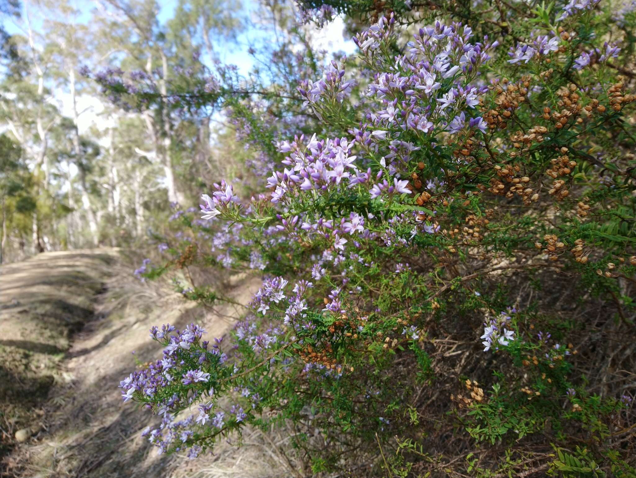 Image of Veronica formosa R. Br.