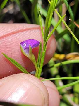 Plancia ëd Psoralea oreophila Schltr.