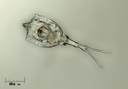 Image of <i>Trichotria tetractis</i> (Ehrenberg 1830)