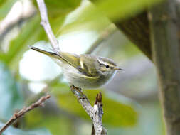 Image of Hume's Leaf Warbler