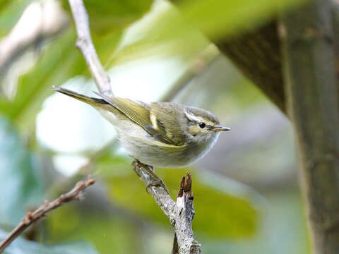 Imagem de Phylloscopus humei (Brooks & WE 1878)