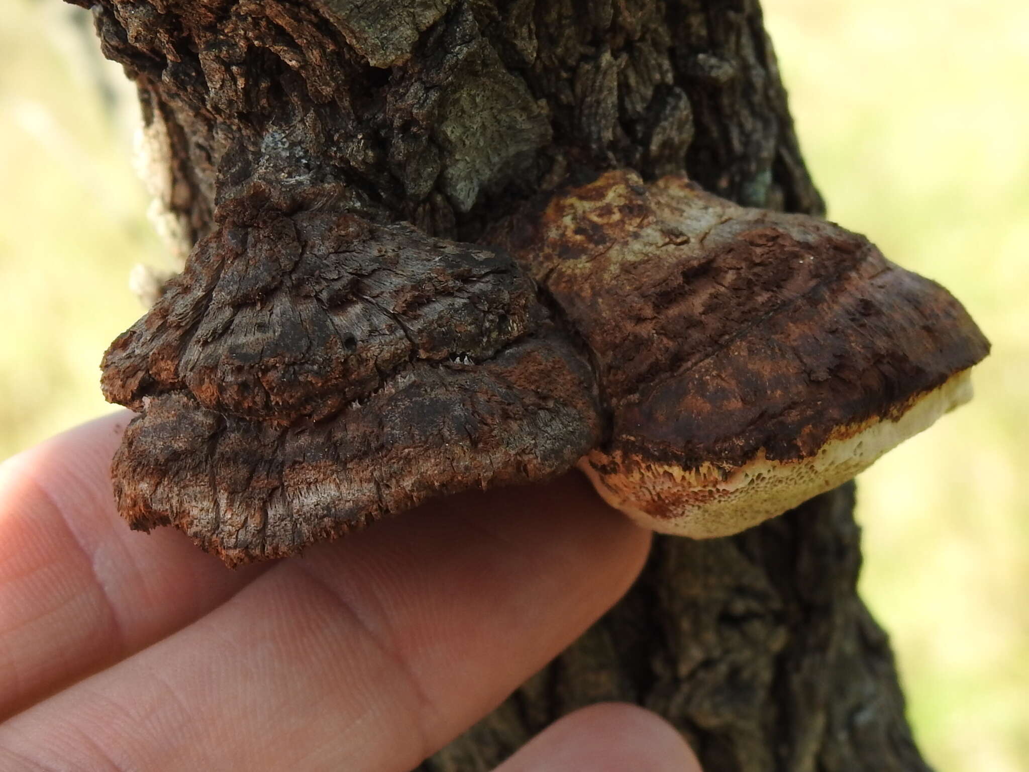 Image of Inocutis texana (Murrill) S. Martínez 2006