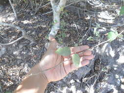 Image of Bursera instabilis Mc Vaugh & Rzedowski