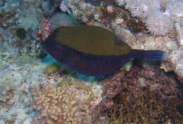 Image of Bluetail trunkfish