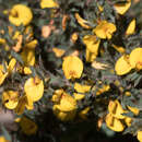 Image of Pultenaea involucrata Benth.