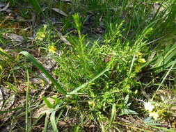 Hibbertia glebosa subsp. glebosa resmi