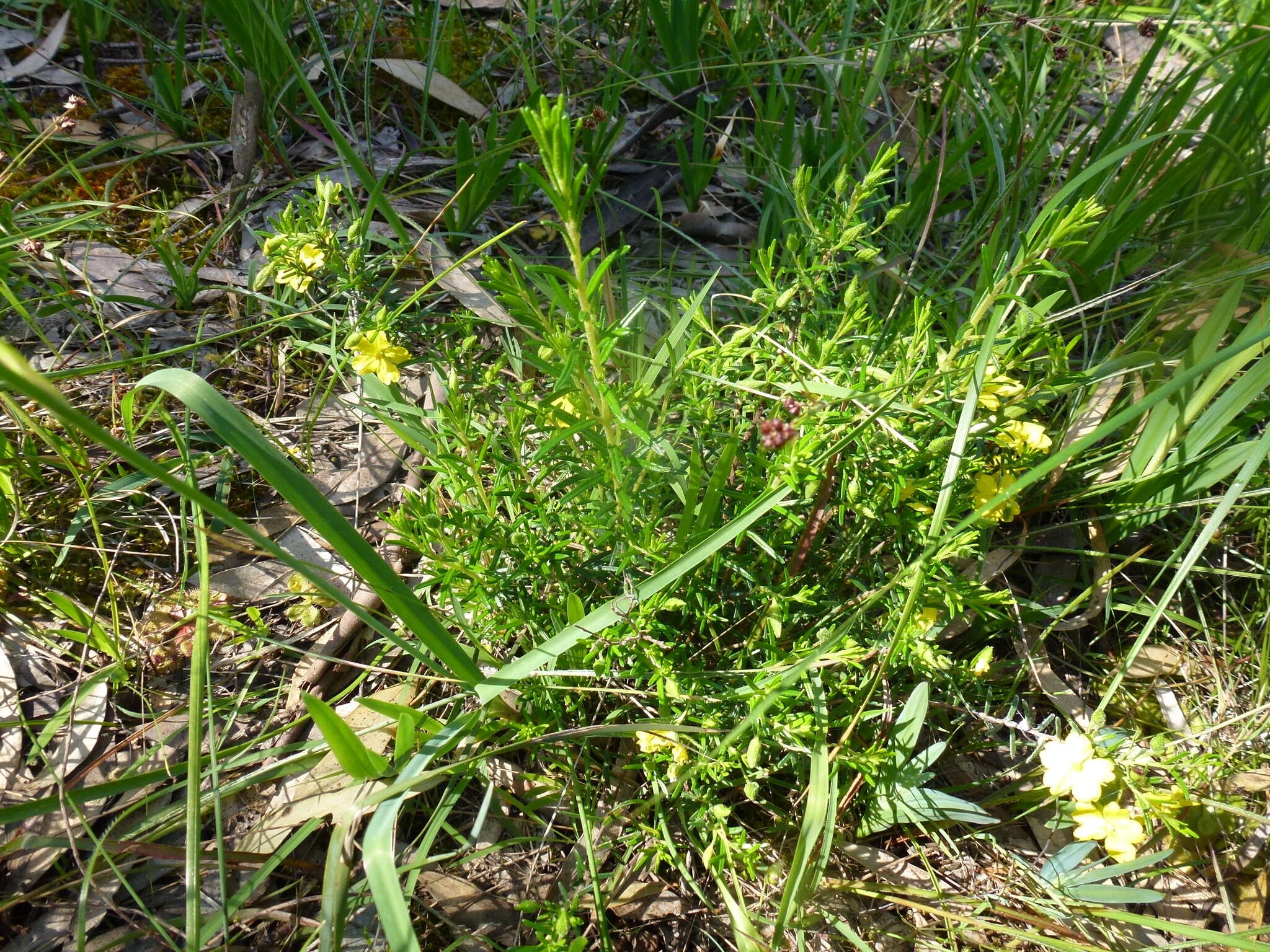 Hibbertia glebosa subsp. glebosa resmi