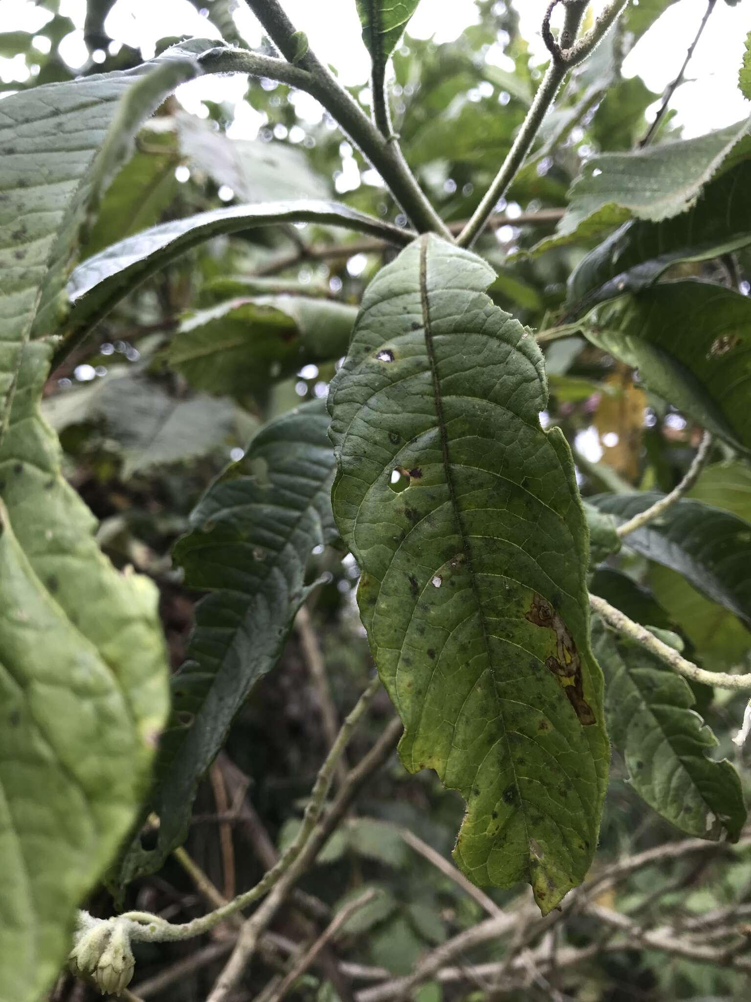 Image of Solanum oblongifolium Humb. & Bonpl. ex Dun.