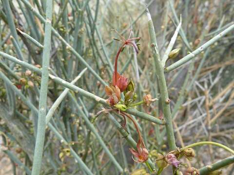 Image of Cadaba aphylla (Thunb.) Wild