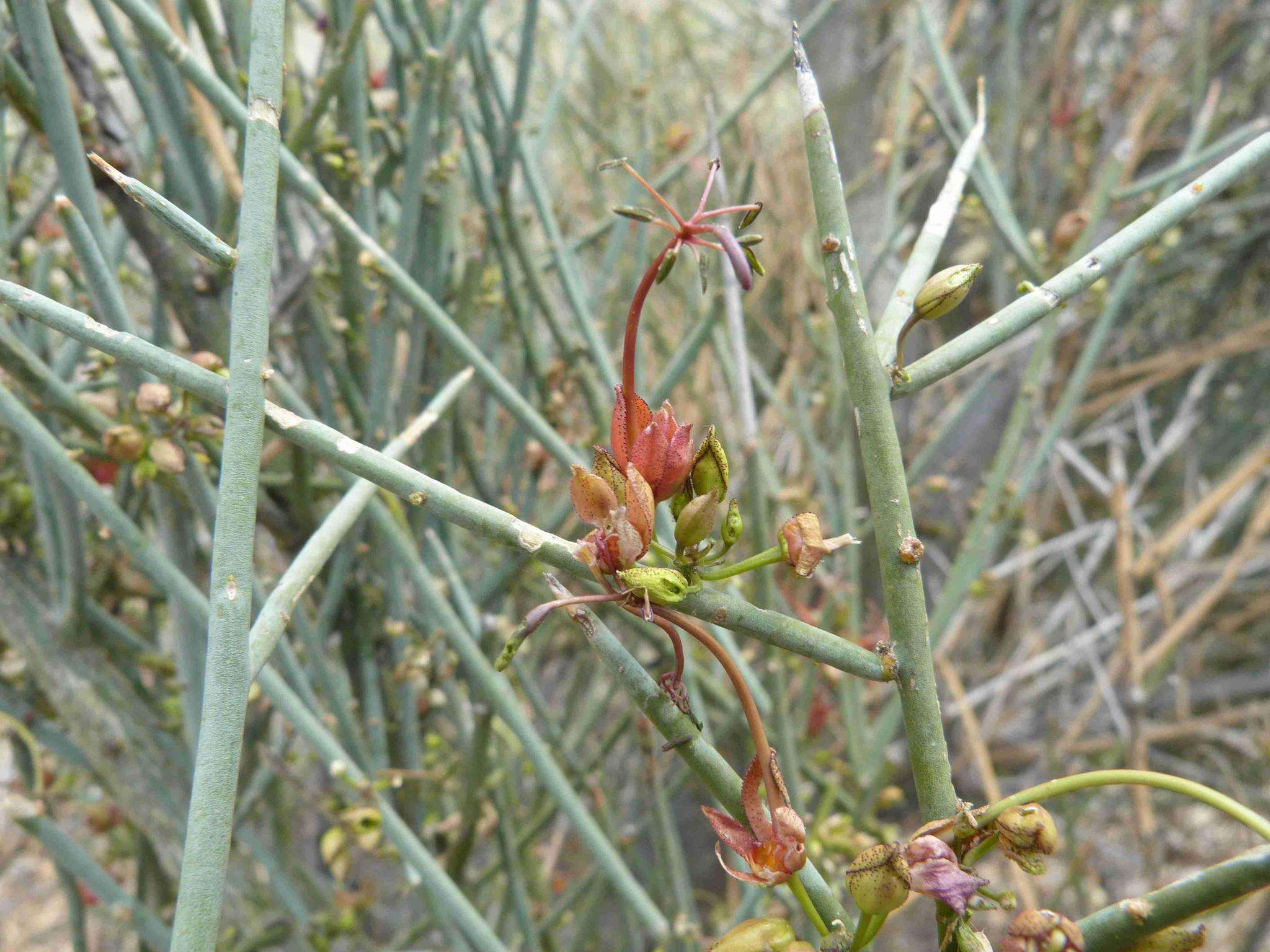 Imagem de Cadaba aphylla (Thunb.) Wild