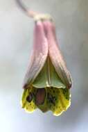 Image of Bomarea edulis (Tussac) Herb.