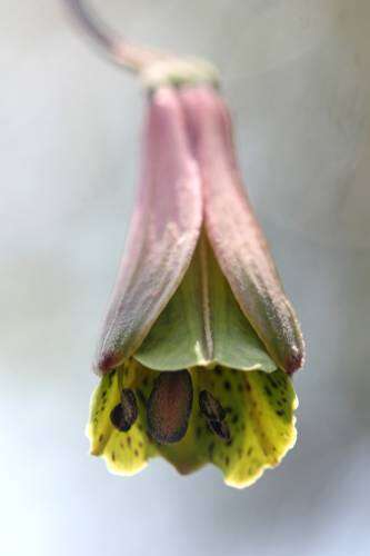 Image of Bomarea edulis (Tussac) Herb.