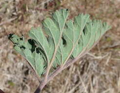 Imagem de Pelargonium radulifolium (Eckl. & Zeyh.) Steud.