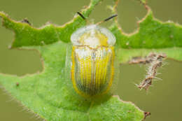 Image of Leaf beetle