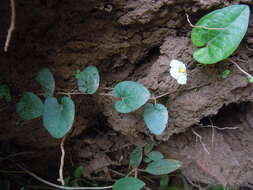 Plancia ëd Lycianthes repens (Spreng.) Bitter