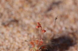 صورة Drosera nitidula subsp. omissa (Diels) N. Marchant & Lowrie