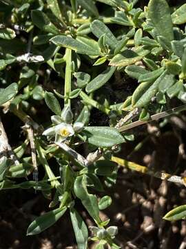 Image of Limeum aethiopicum Burm. fil.