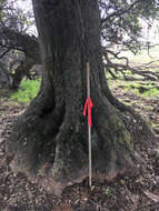 Image of interior live oak