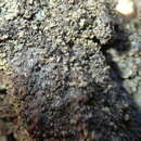 Image of clypeococcum lichen