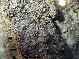 Image of clypeococcum lichen