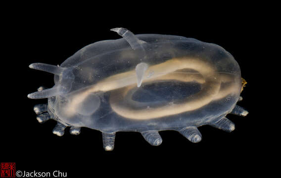 Image of Sea Pigs