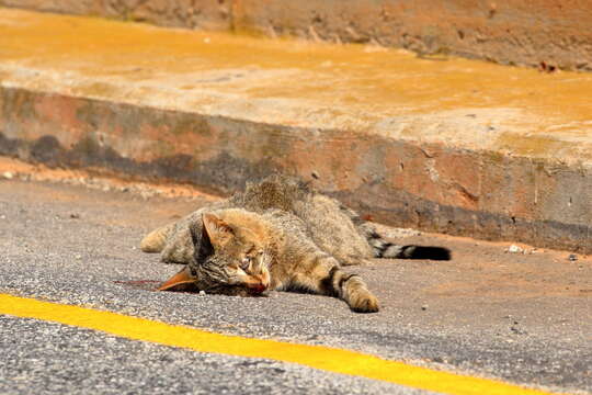 Image of African Wildcat