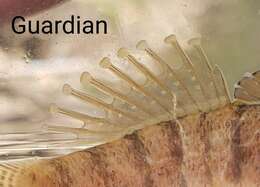 Image of Guardian darter