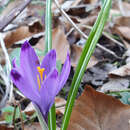 Image of Crocus heuffelianus Herb.