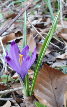 Image of Crocus heuffelianus Herb.