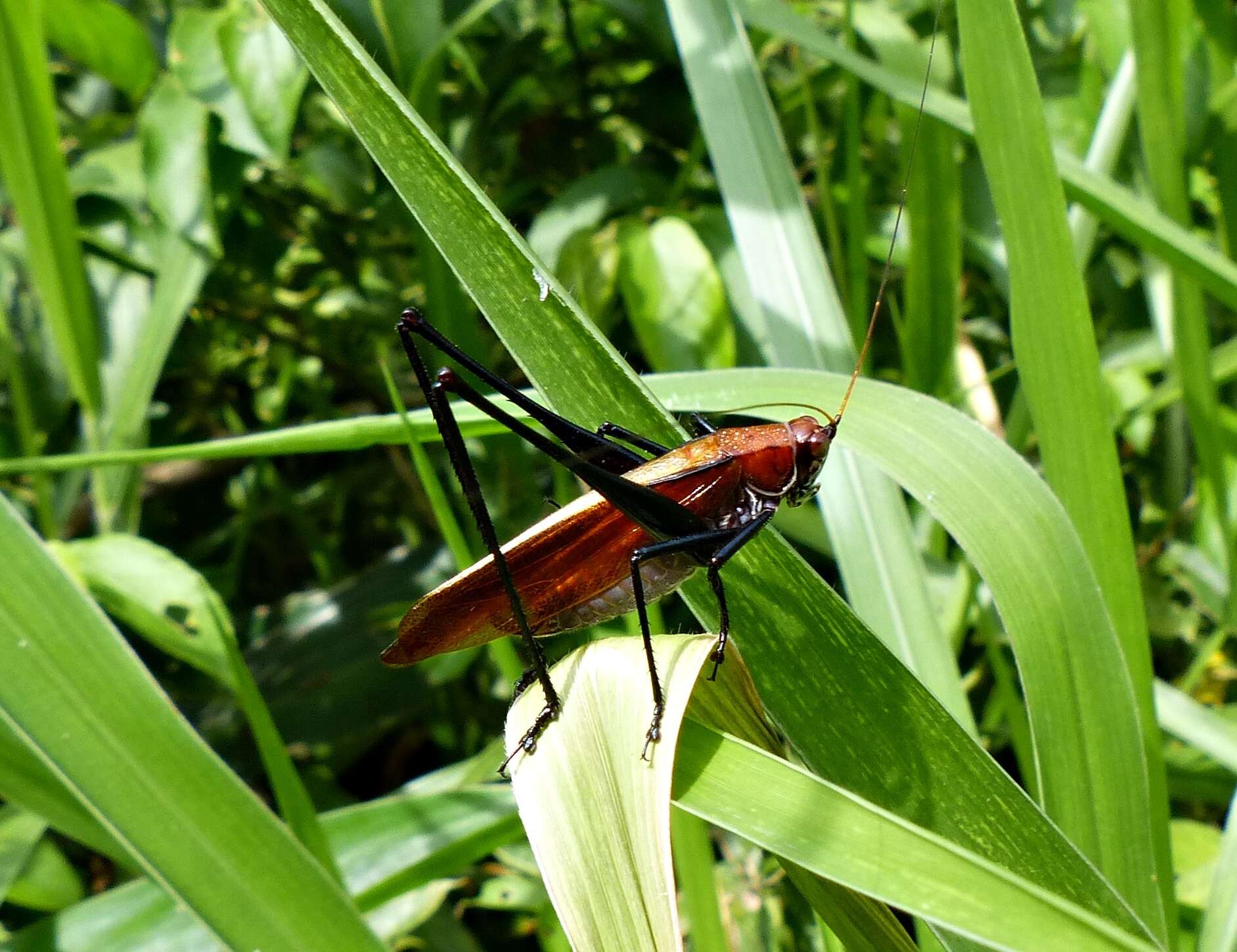 Image of Theudoria melanocnemis (Stål 1861)