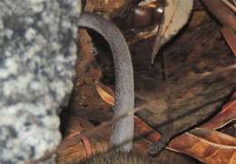 Image of Common rock rat