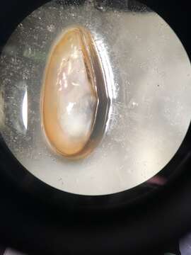 Image of Spoon clam