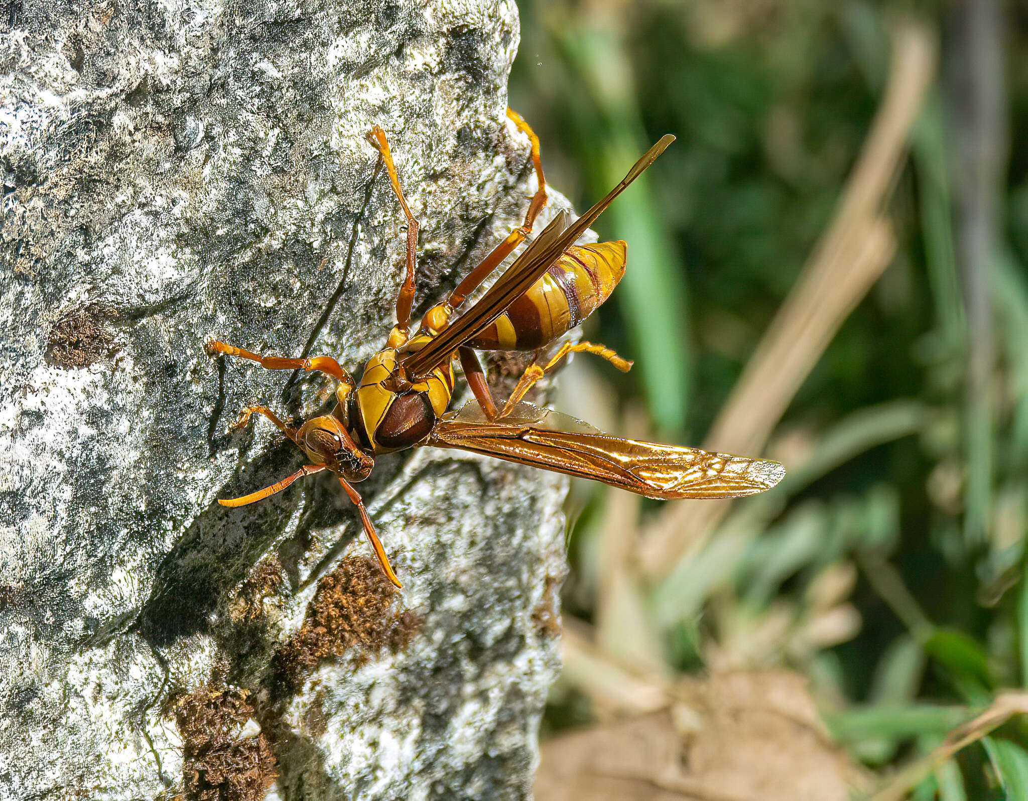 Image of <i>Polistes <i>carnifex</i></i> carnifex