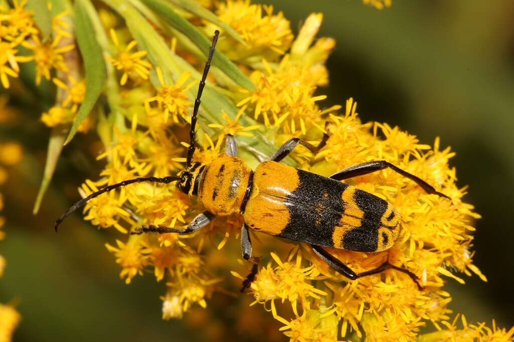 Image of Amorpha Borer