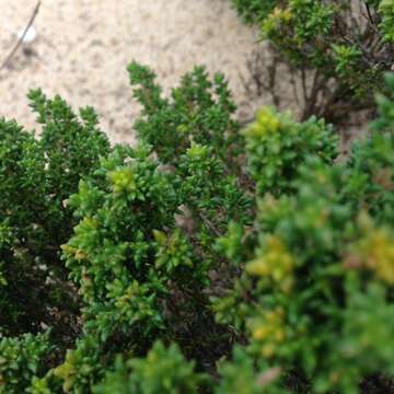 Image of Thymus carnosus Boiss.