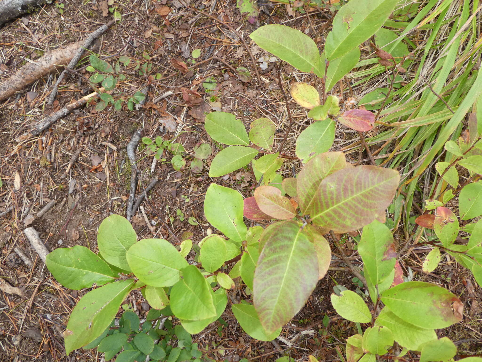 Image of halberd willow