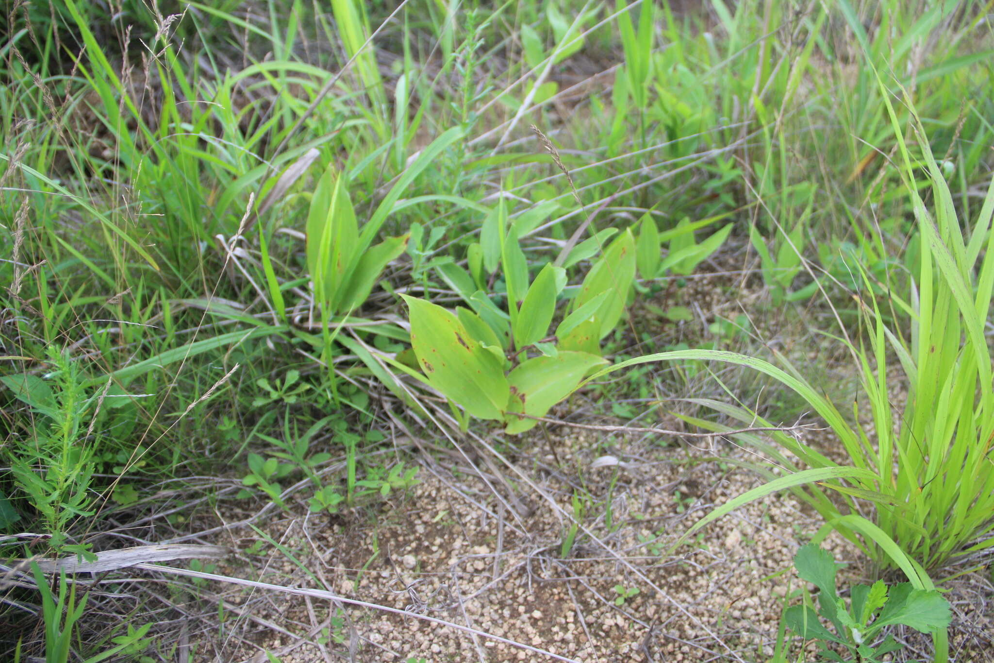 Image of Convallaria keiskei Miq.