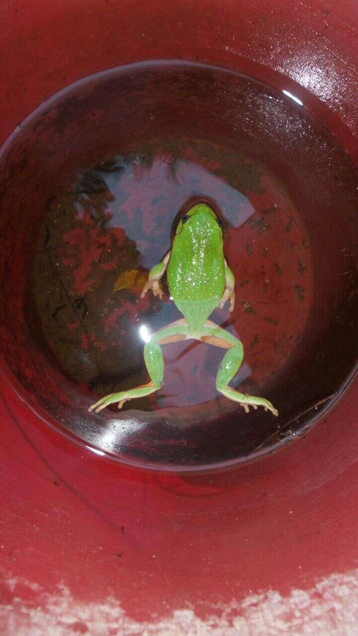 Image of Mexican leaf frog