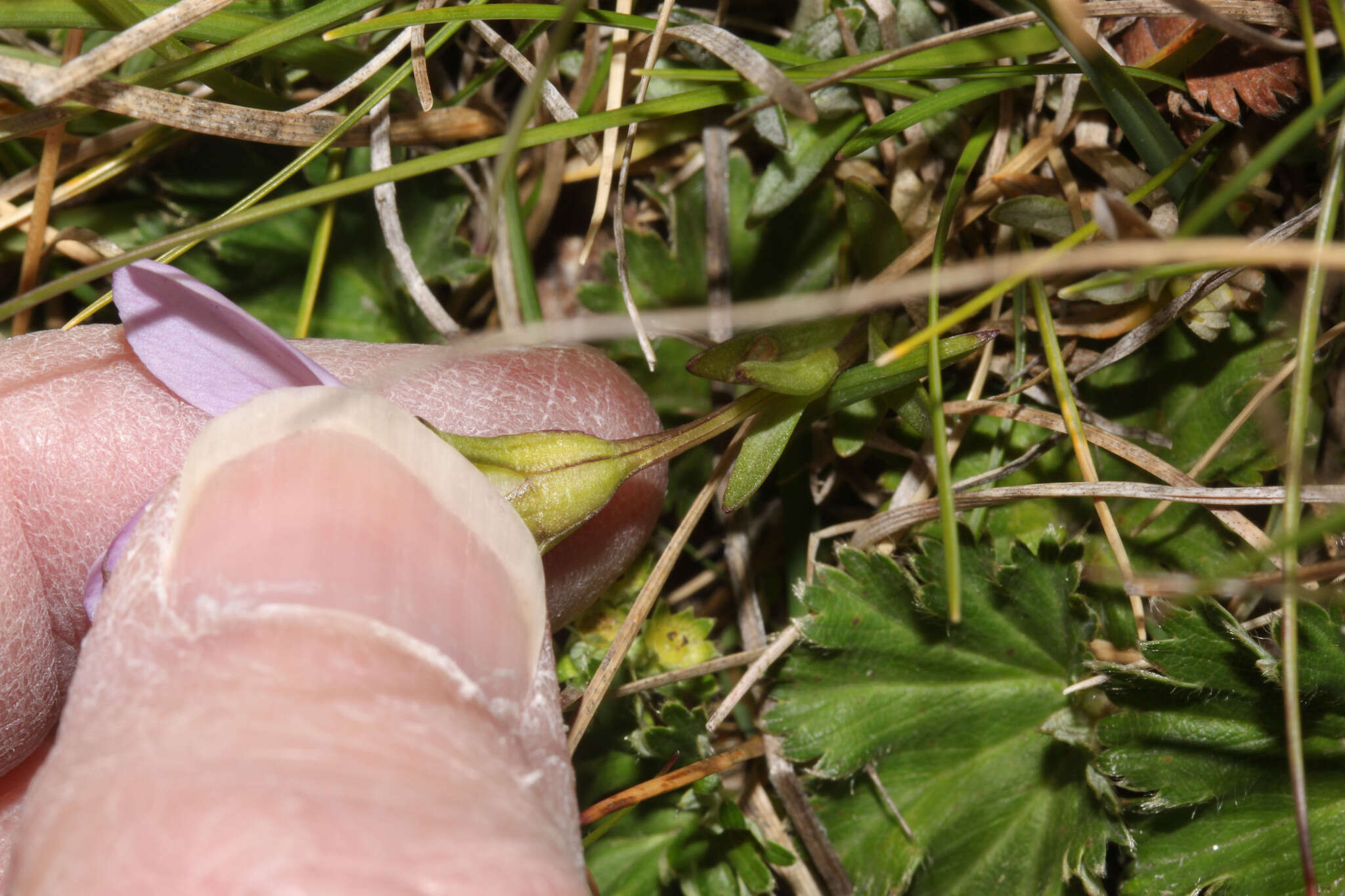 Imagem de Gentianella cerastioides (Kunth) Fabris