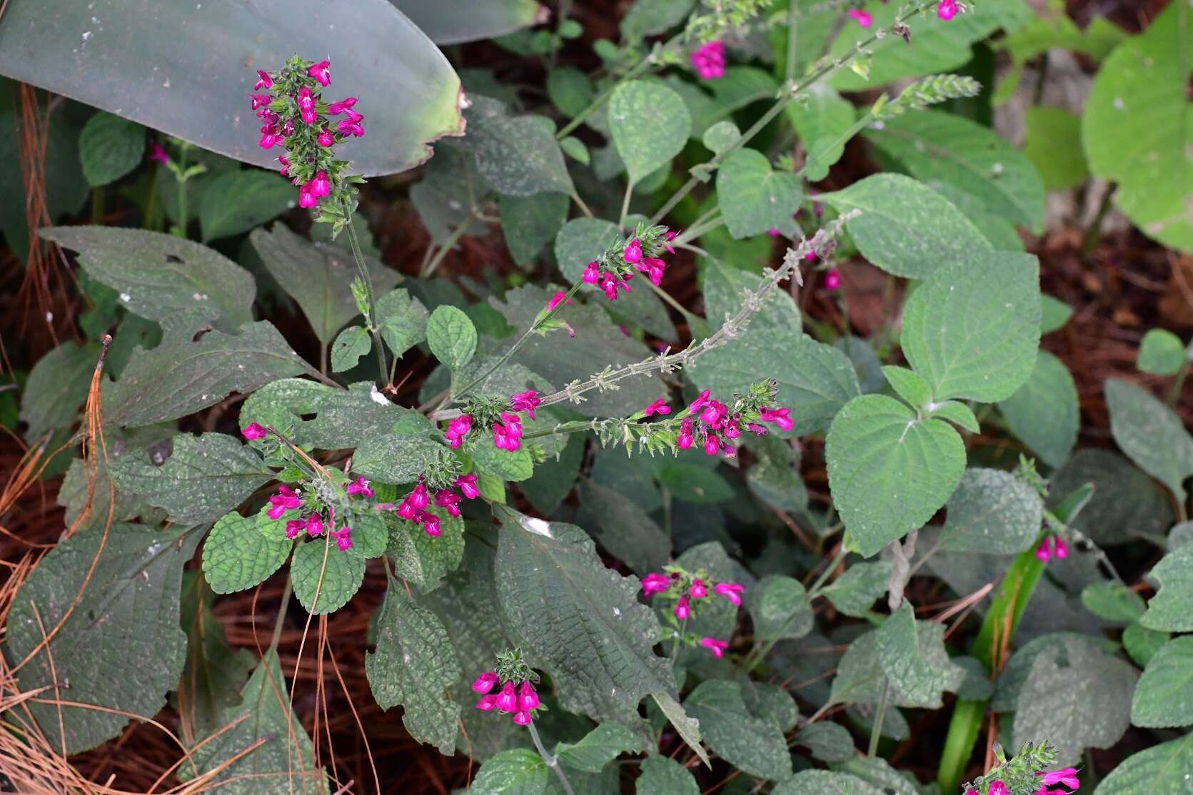 Image of Salvia chiapensis Fernald