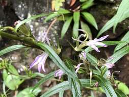 Image of Lobelia seguinii H. Lév. & Vaniot