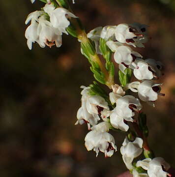 Image of Erica pseudocalycina Compton